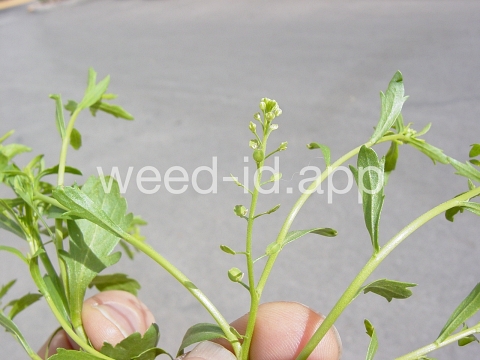 pepperweed, sand